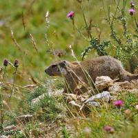 Les marmottes sont omniprésentes lors de la montée.