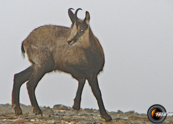 Chamois atteint de Kératoconjonctivite