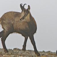 Chamois atteint de Kératoconjonctivite