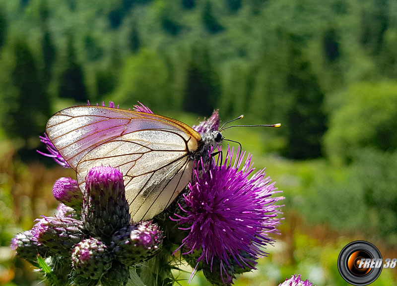 Gazé sur chardon cirse.