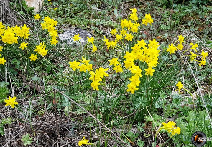 Nombreuses jonquilles en ce mois d'avril.