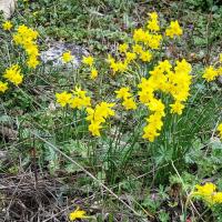 Nombreuses jonquilles en ce mois d'avril.