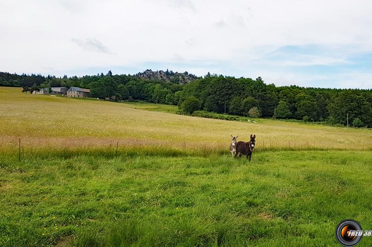 A la Batie, en fond les Roches