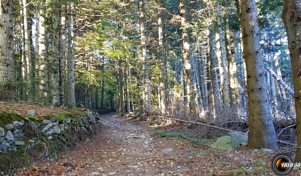 Début sous les bois.