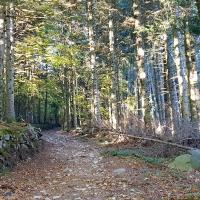 Début sous les bois.