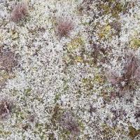 Lichens