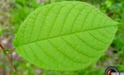 Merisier a grappes feuilles