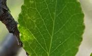 Merisier feuilles