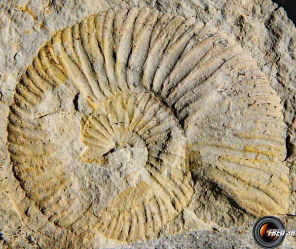Quelques fossiles sur l'itinéraire