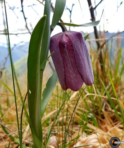 Fritillaire au col de l'Oule.