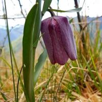 Fritillaire au col de l'Oule.