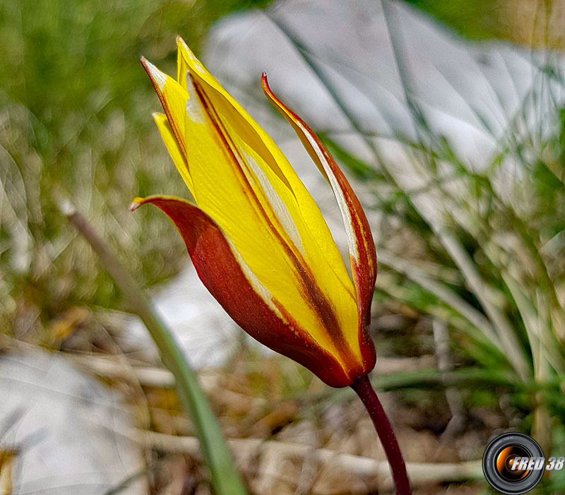 Tulipe australe.