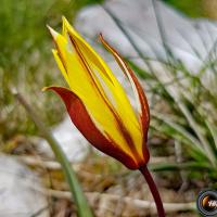 Tulipe australe.
