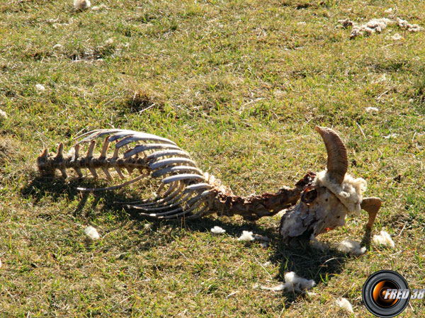 Après le passage du loup et des Vautours.