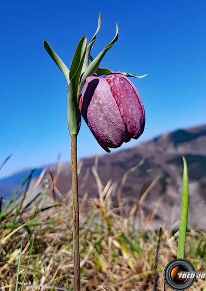 Fritillaire près de la ligne de crête