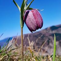 Fritillaire près de la ligne de crête