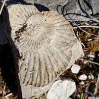 Quelques empreintes d'amonites