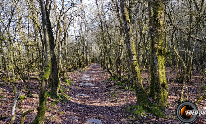 Le sentier au début.