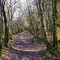 Le sentier au début.