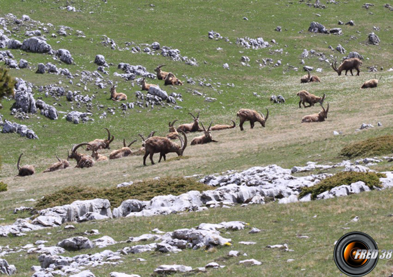 Harde de bouquetins à l'extrémité sud du plateau.