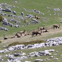 Harde de bouquetins à l'extrémité sud du plateau.