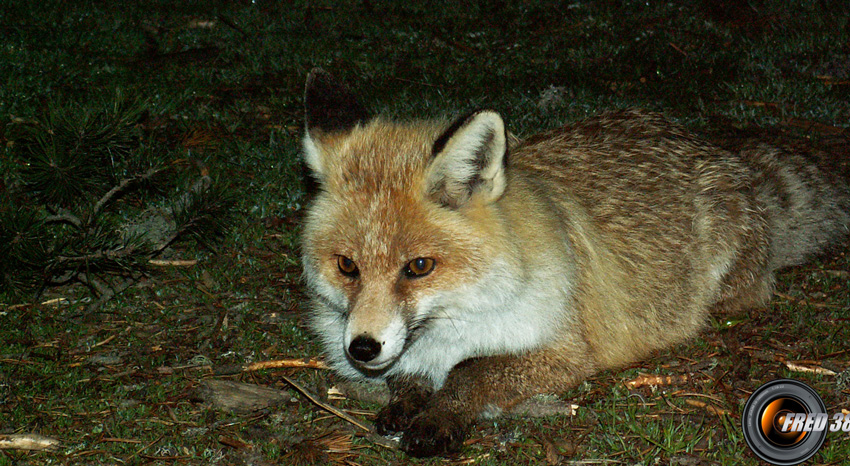 Visite nocturne au refuge de Chamailloux.