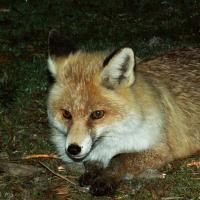 Visite nocturne au refuge de Chamailloux.