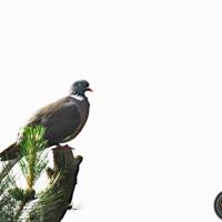 Pigeon ramier.