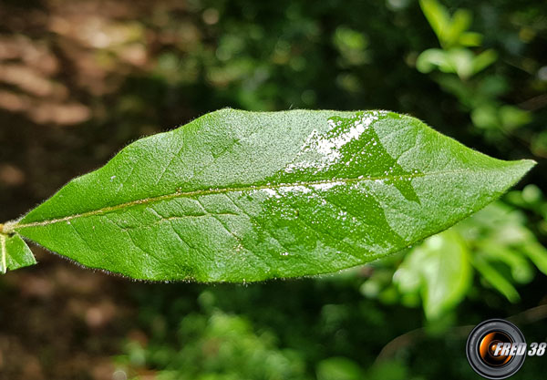 Neflier feuilles