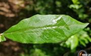 Neflier feuilles