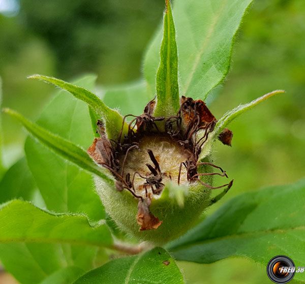 Neflier fruit