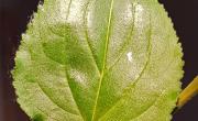 Nerprun purgatif feuilles