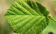 Noisetier feuille