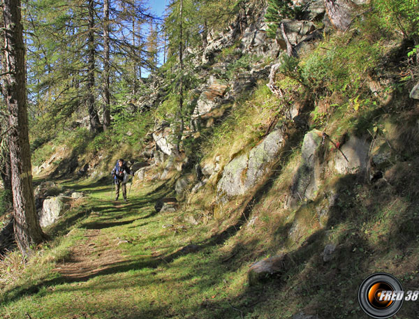 Montée sous les mélèzes.