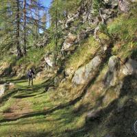 Montée sous les mélèzes.