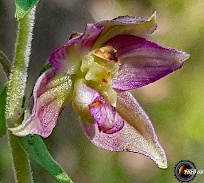 Epipactis helleborine sur le chemin.