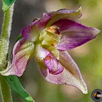 Epipactis helleborine sur le chemin.
