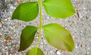 Noyer feuilles 1