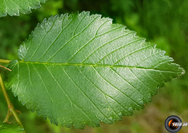 Orme de thomas feuilles