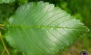 Orme de thomas feuilles
