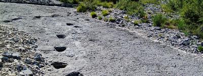 Orme dei dinosauri photo