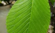Orme feuilles