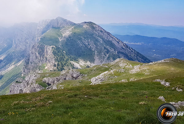 Pas de la balme petite moucherolle photo