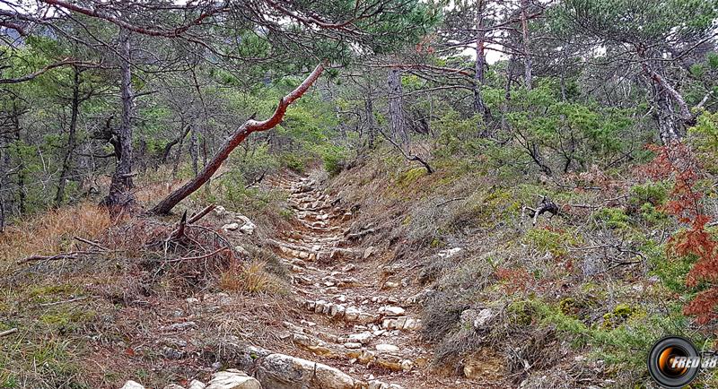 Montée en sous bois.