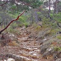 Montée en sous bois.