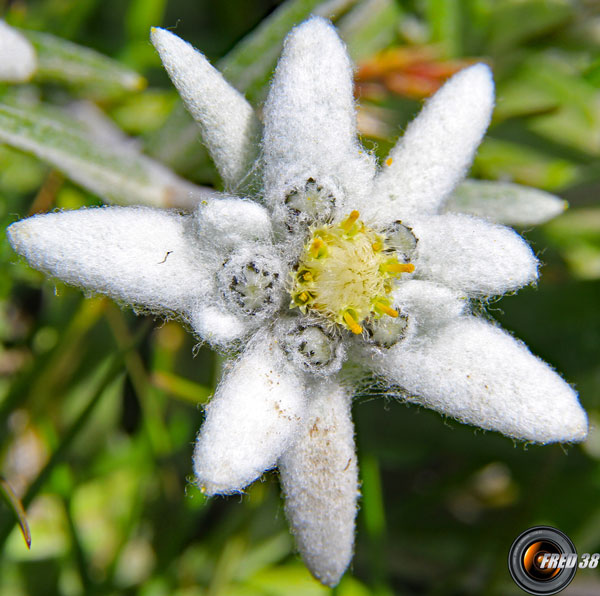 Edelweiss