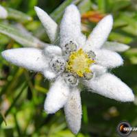 Edelweiss