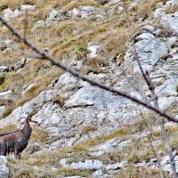 Chamois