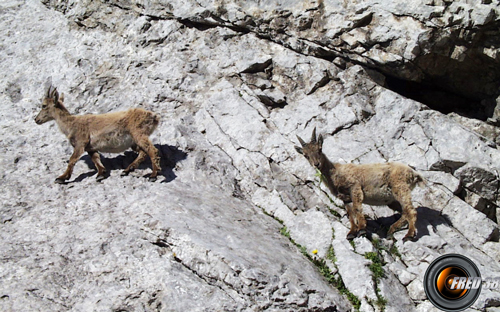 De nombreux bouquetins vivent aux alentours du col du Rasoir.