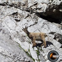De nombreux bouquetins vivent aux alentours du col du Rasoir.